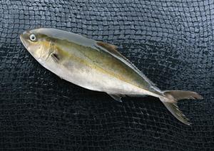 伝説のすた丼屋 大宮東口店：ボリューム満点の絶品スタ丼を堪能できる味の名店